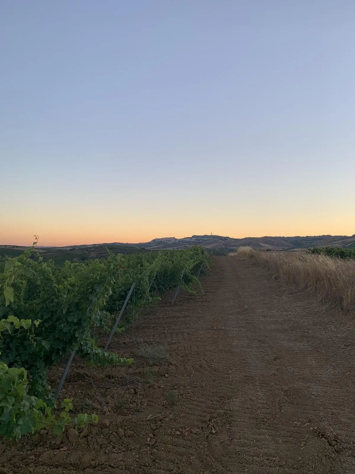 Un filare al tramonto