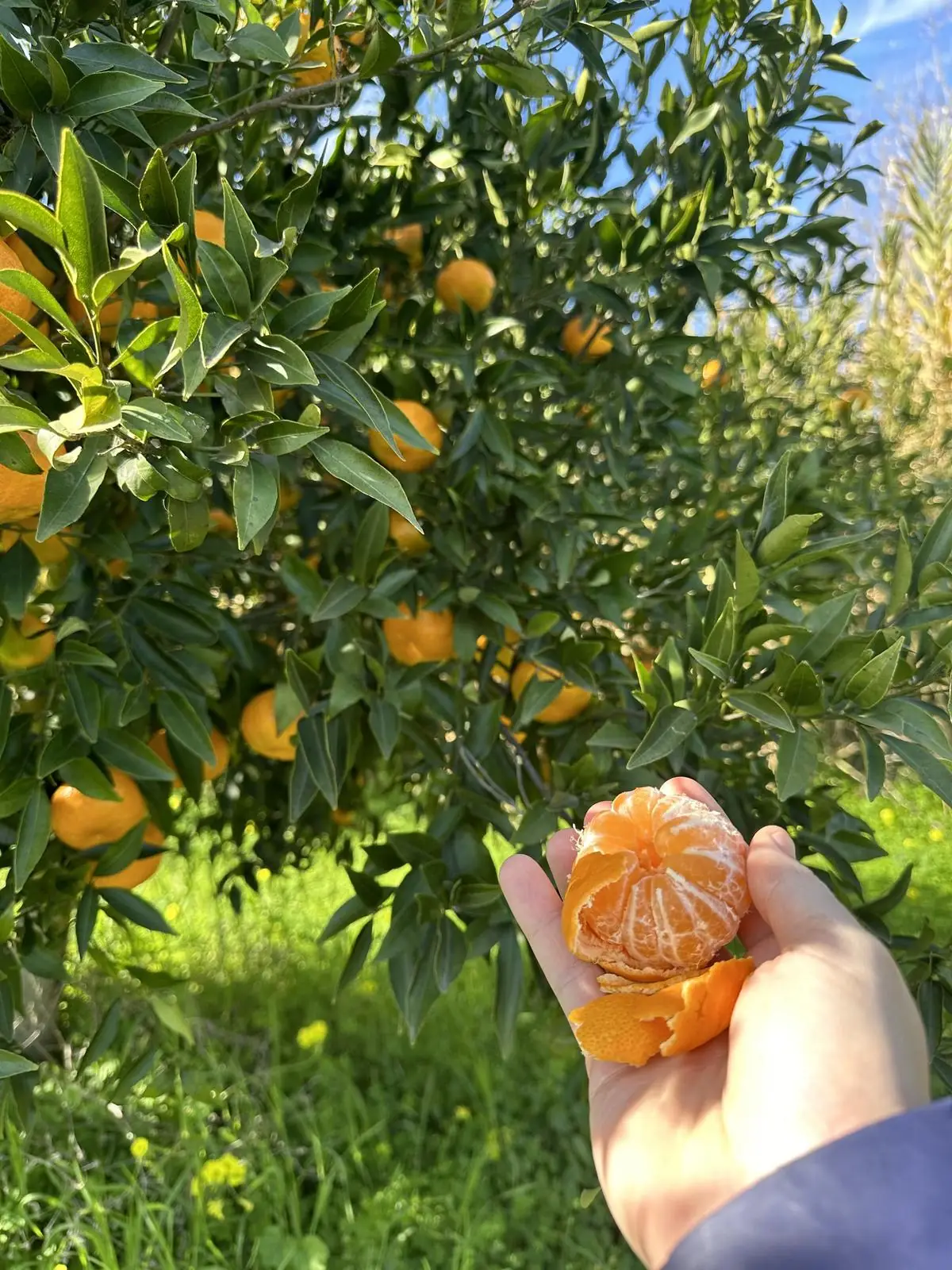 Un mandarino appena colto e sbucciato