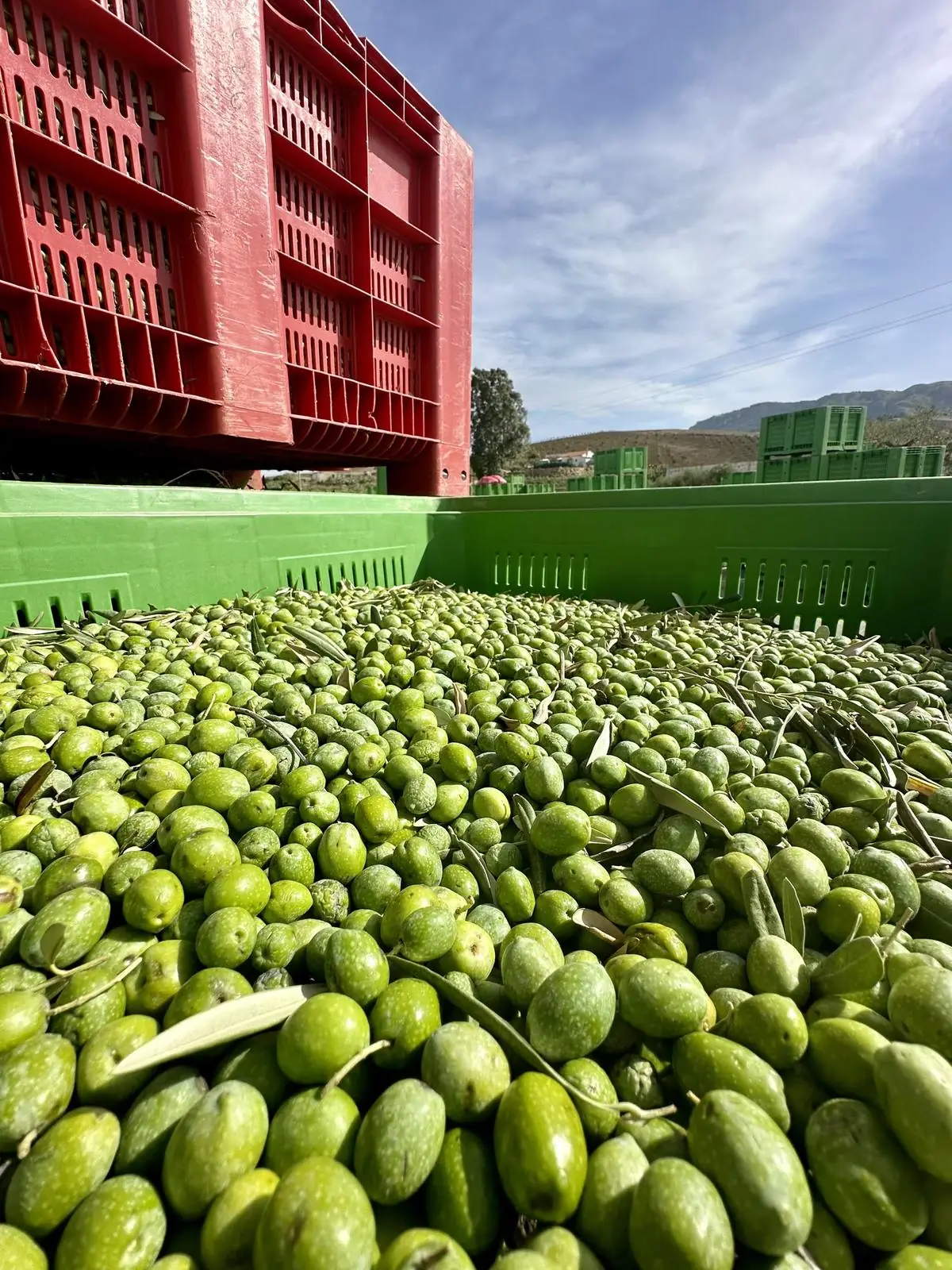 Olive Nocellara del Belice appena raccolte