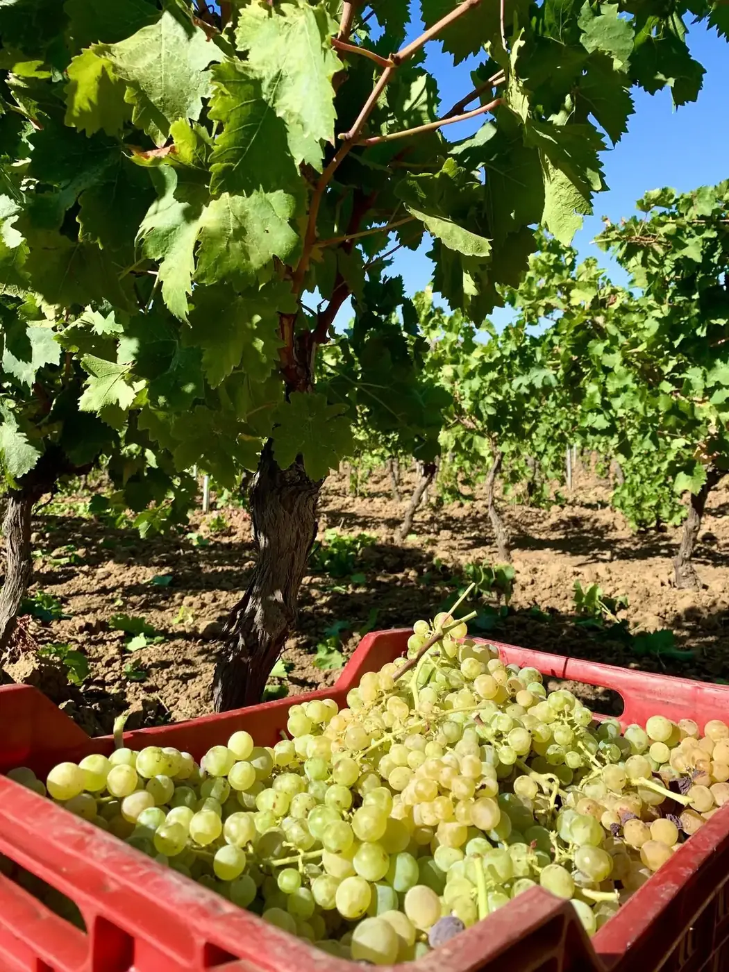 Uva Grillo raccolta sotto la vite