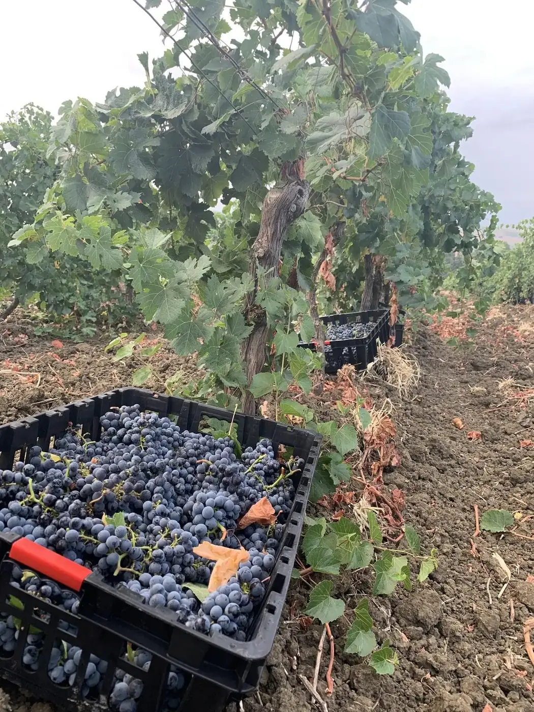 Vendemmia del Nero d'Avola