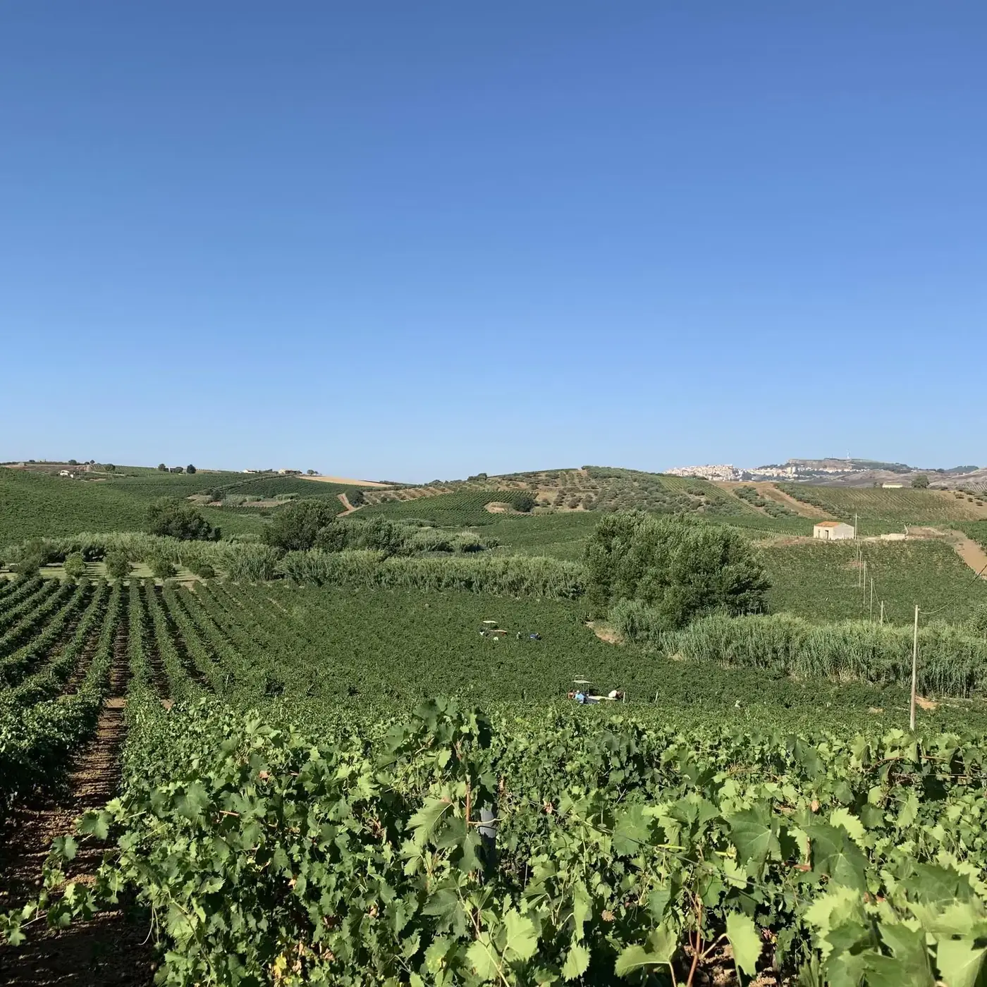 Le colline vitate della tenuta Rosignolo in estate